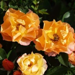 'Palace Fleur' Patio Shrub Rose -Bloom And Harvest 01 086 Fleur PALACE mit Biene