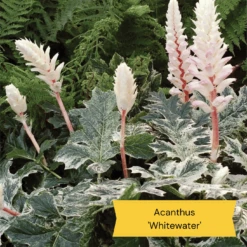 Best Ground Cover Plants | A Carpet Of Flowers -Bloom And Harvest 10 837755c8 afe5 4c31 bbd4 99fa79b99573