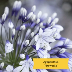 Best Tall Flowers | Perennials For Colour And Height -Bloom And Harvest 10 c48fa3ae 628f 42ad b6d6 8e20d5d5b03b