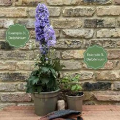 Delphinium 'elatum Strawberry Fair' 8 Delphinium 'elatum Strawberry Fair' -Bloom And Harvest 11 3197c5bd 4024 4aba 9c3c 4a768db16fb4