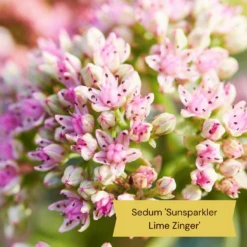 Best Ground Cover Plants | A Carpet Of Flowers -Bloom And Harvest 11 9c709cd7 e431 4793 a85a 286244c8f554