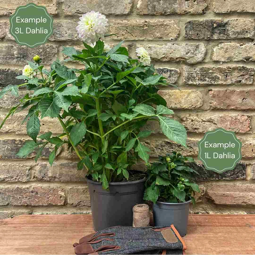 Dahlia 'Burlesca' 4 Dahlia 'Burlesca' - Image 2