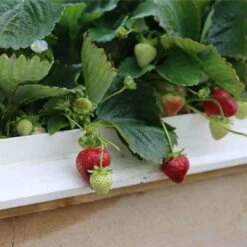 Cambridge Favourite Strawberry Plants -Bloom And Harvest 24