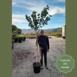 Japanese Cherry Blossom Tree | Prunus Serrulata 'Kanzan' -Bloom And Harvest 2 1 6b1fb918 9b42 4305 a998 86778440f682