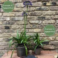 Agapanthus 'Star Quality' | 3L 6 Agapanthus 'Star Quality' | 3L -Bloom And Harvest 2 4024a760 6fbe 4e4c 8cc2 bd974d23a031