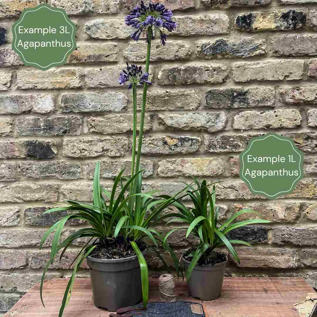 Agapanthus 'Star Quality' | 3L 4 Agapanthus 'Star Quality' | 3L - Image 3