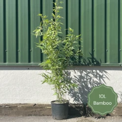 Black Bamboo | Phyllostachys Nigra -Bloom And Harvest 2 5a5eeae2 145f 4945 a4e5 5bed521b1531