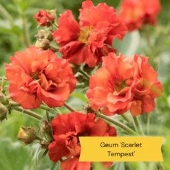 Geums Are Forever Collection -Bloom And Harvest 2 c4409372 9a30 459a b7ea d8fdeca987fd