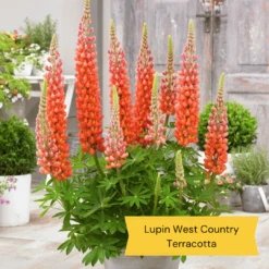 West Country Lupin Collection -Bloom And Harvest 2 c7459a82 e545 4484 b041 2d58fa4b796f
