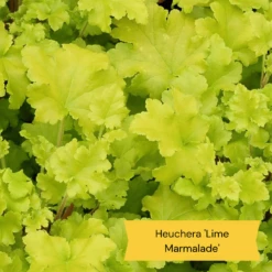 Sensory Garden Plants | Tactile, Bright & Fragrant -Bloom And Harvest 2 e0bca582 5e28 4af5 9778 57cb26999684