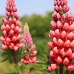 Lupin West Country Tequila Flame -Bloom And Harvest 31