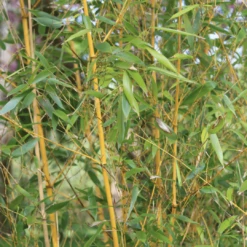 Golden Bamboo | Phyllostachys Aurea -Bloom And Harvest 3 84d98edd dc4d 45d0 8aab e2ff1368fc70