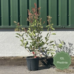 Photinia 'Red Robin' -Bloom And Harvest 3 b7201c58 b4ae 4adc b36d 73d905e78876