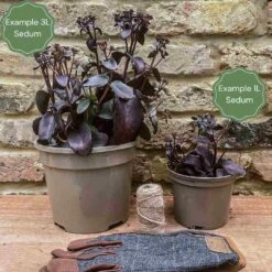 Sedum 'Sunsparkler Lime Zinger' 8 Sedum 'Sunsparkler Lime Zinger' -Bloom And Harvest 3 bd97e1b8 c0f0 45e7 9db1 c78957035d07