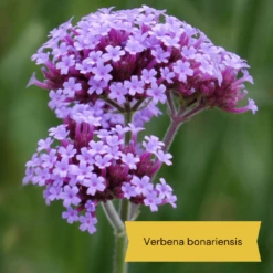 Best Tall Flowers | Perennials For Colour And Height -Bloom And Harvest 3 d0d2a7b5 418d 4a62 9dc1 c70de579fdba