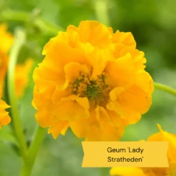 Geums Are Forever Collection -Bloom And Harvest 3 dac91ab4 64d4 42a2 89e6 7b04f8f6d937