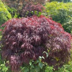Red Weeping Japanese Maple Tree | Acer Palmatum 'Garnet' -Bloom And Harvest 40