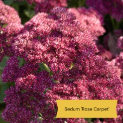 Sensory Garden Plants | Tactile, Bright & Fragrant -Bloom And Harvest 4 1842bcc6 2f64 4592 8dc3 7ec0c70f8cea