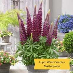 West Country Lupin Collection -Bloom And Harvest 5 ff6c93ca 5af3 47c2 acc4 7336daa3b7fb