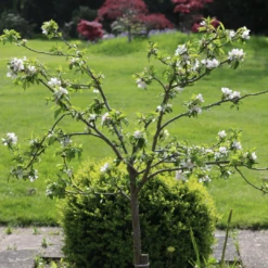 'Discovery' Semi-Dwarf Apple Tree -Bloom And Harvest 6 4ad16f60 ffe1 4e89 9a19 19754bd35370