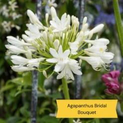 Best Tall Flowers | Perennials For Colour And Height -Bloom And Harvest 6 c2c77175 3aa4 49a5 8066 b570c77636e2