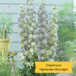 Best Tall Flowers | Perennials For Colour And Height -Bloom And Harvest 7 2105d4aa 7e4c 4e7d aca4 5ba28866c6e8