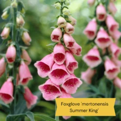 Best Tall Flowers | Perennials For Colour And Height -Bloom And Harvest 8 15a7472e ebb1 4d61 b921 20fc084db2ad