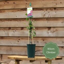 'Rosa Banksiae 'Alba Plena' | Rambling Rose -Bloom And Harvest 90cm Climber 15c2fa12 312b 437e 82bf 3eefc893bb7a