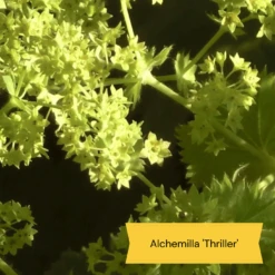 Best Ground Cover Plants | A Carpet Of Flowers -Bloom And Harvest 9 8dafed11 8be0 4fd6 9703 440d32544ae9