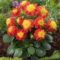 12 Annuals For Pots | The Waterloo Sunset Collection | Petunia, Dahlia & Begonia -Bloom And Harvest AB0024 1 1ce64d65 47d7 4560 9627 39a044dee6f1