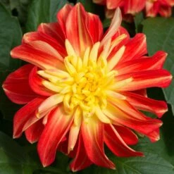 12 Annuals For Pots | The Waterloo Sunset Collection | Petunia, Dahlia & Begonia -Bloom And Harvest AB0024 2 a8038d7c d177 4938 afd5 9349fecdd701