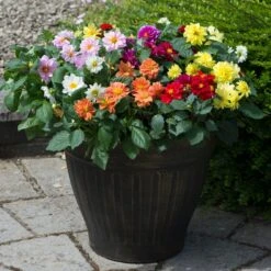 40 Mixed Dahlia 'Figaro' Plug Plants -Bloom And Harvest AB0101 1