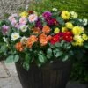 40 Mixed Dahlia 'Figaro' Plug Plants -Bloom And Harvest AB0101 2