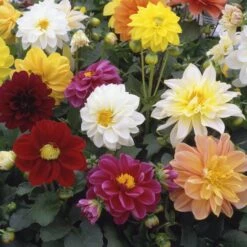 40 Mixed Dahlia 'Figaro' Plug Plants -Bloom And Harvest AB0101 3