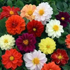 40 Mixed Dahlia 'Figaro' Plug Plants -Bloom And Harvest AB0101 4