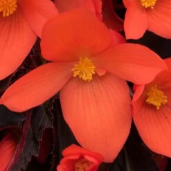 12 Annuals For Pots | The Waterloo Sunset Collection | Petunia, Dahlia & Begonia -Bloom And Harvest AB0109 6 81c7ee0f 866b 4002 a2a7 e017471f5e7f