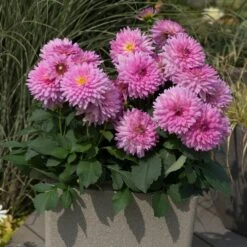 Dahlia Dalina Maxi 'Salinas' Jumbo Plug Plants -Bloom And Harvest AB0114 2