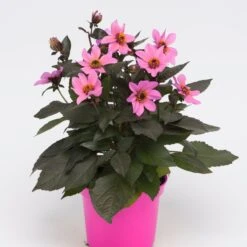 Dahlia 'Happy Days Pink' Jumbo Plug Plants -Bloom And Harvest AB0116 1
