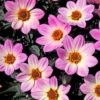 Dahlia 'Happy Days Pink' Jumbo Plug Plants -Bloom And Harvest AB0116 2