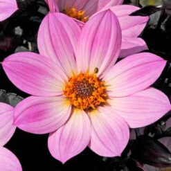 Dahlia 'Happy Days Pink' Jumbo Plug Plants -Bloom And Harvest AB0116 3
