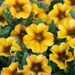 12 Annuals For Pots | The Waterloo Sunset Collection | Petunia, Dahlia & Begonia -Bloom And Harvest AB0135 5 d4a221e9 6679 4af5 bd27 c420f200752b