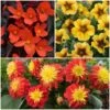 12 Annuals For Pots | The Waterloo Sunset Collection | Petunia, Dahlia & Begonia -Bloom And Harvest ABCOL10 1