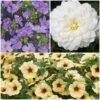 12 Annuals For Pots | The Summer Serenity Collection | Petunia, Bacopa & Dahlia -Bloom And Harvest ABCOL16 1