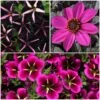 12 Annuals For Hanging Baskets | The Dark Side Of The Moon Collection | Calibrachoa, Petunia & Dahlia -Bloom And Harvest ABCOL17 1