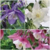 Aquilegia Spring Magic Collection 2 Aquilegia Spring Magic Collection -Bloom And Harvest Aquilegia collage