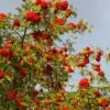 Cut-Leaf Mountain Ash Tree | Sorbus Asplenifolia -Bloom And Harvest Asplenifolia 1