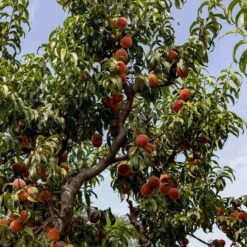 Avalon Pride Peach Tree -Bloom And Harvest AvalonPridematuretree1