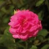 'Palace Truly Loved' Floribunda Rose -Bloom And Harvest Avila Palace Poulpal044 N
