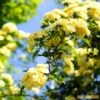 'Rosa Banksiae 'Lutea' | Rambling Rose -Bloom And Harvest Bank 1
