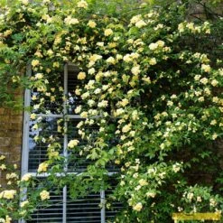 'Rosa Banksiae 'Lutea' | Rambling Rose -Bloom And Harvest Bank 3